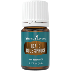 Idaho Blue Spruce Essential Oil